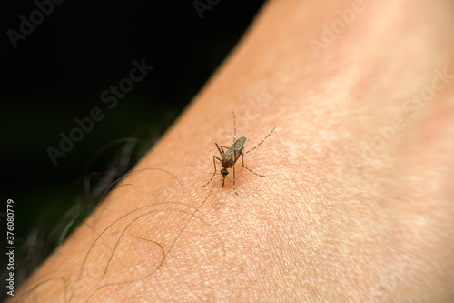 Striped mosquitoes eating blood on human skin.