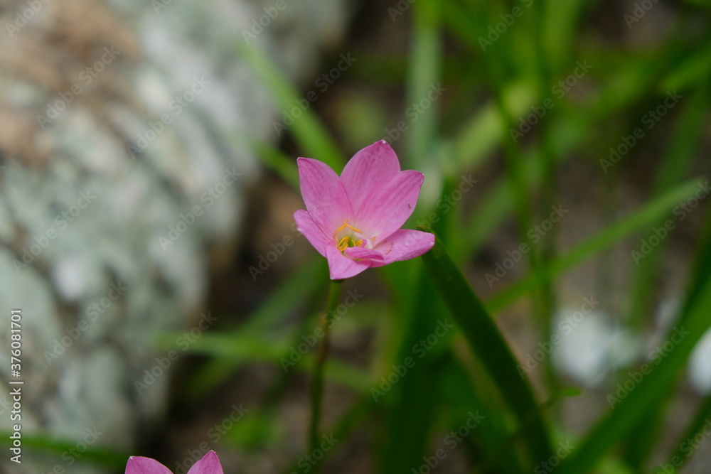 Rain Lily (also called Zephyranthes or Fairy Lily) comes from the tendency of this plant to flower after this plant gets enough rainfall. Rain Lily (also called Zephyranthes or Fairy Lily) comes from the tendency of this plant to flower after this plant gets enough rainfall.