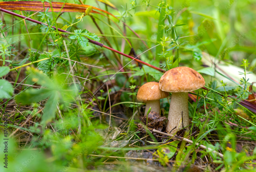 A pair of Leccinum scabrum in the forest grass close-up. Two beautiful brown cap boletus. Edible forest mushrooms. Space for text. A pair of Leccinum scabrum in the forest grass close-up. Two beautiful brown cap boletus. Edible forest mushrooms. Space for text.