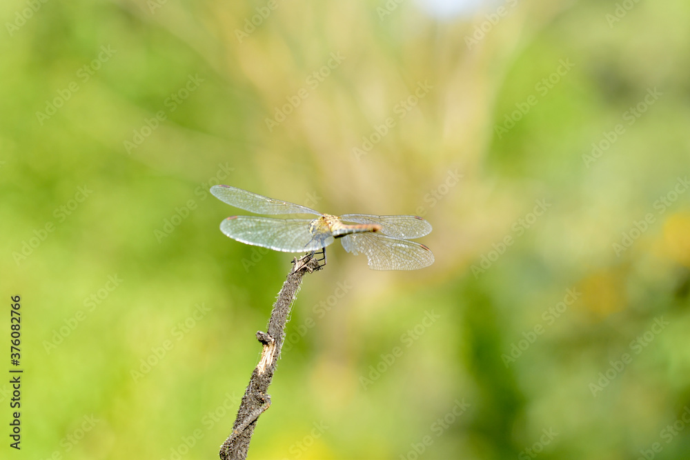 A small dragonfly rests on top of a branch. A small dragonfly rests on top of a branch.