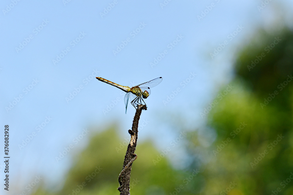 A small dragonfly rests on top of a dry branch. Side view. A small dragonfly rests on top of a dry branch. Side view.
