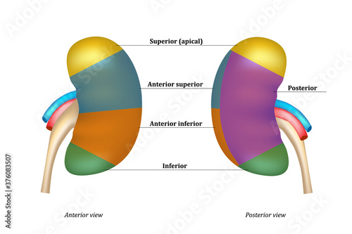 The segmental arteries of the renal arteries