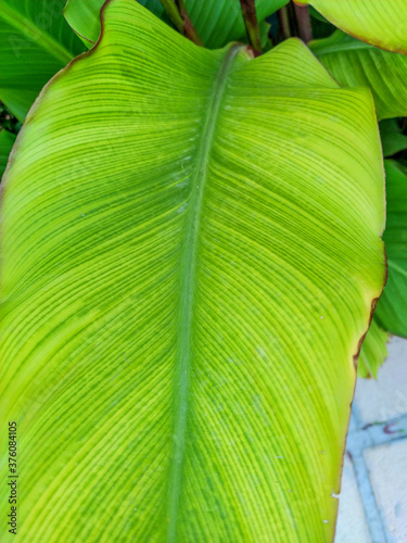 detail of large green leaves of the Canna plant photo