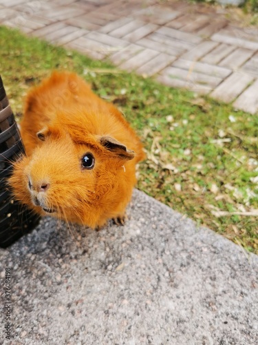 guinea pig in the grass