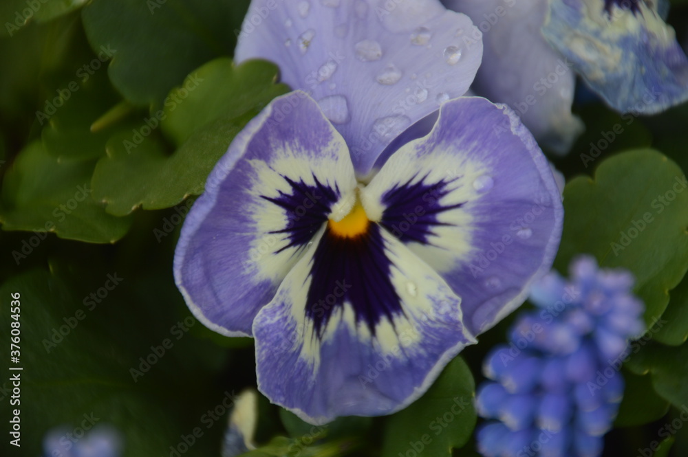 Close up macro photos of colorful wet spring flowers with raindrops on them Close up macro photos of colorful wet spring flowers with raindrops on them