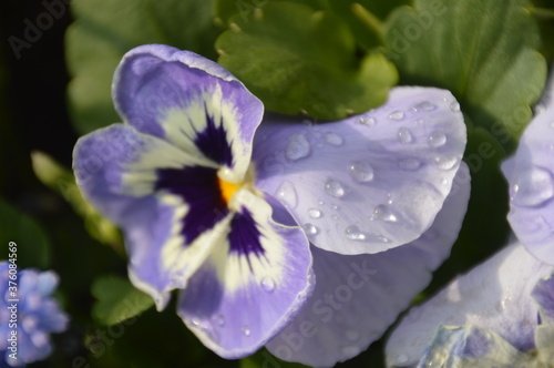 Close up macro photos of colorful wet spring flowers with raindrops on them