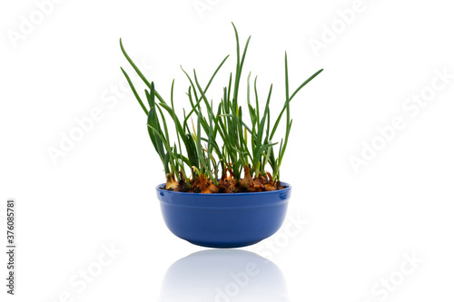 Isolated photo of a green onion growing in a blue pot. A photo with a slight mirror image illustrates a way to combat vitamin deficiency