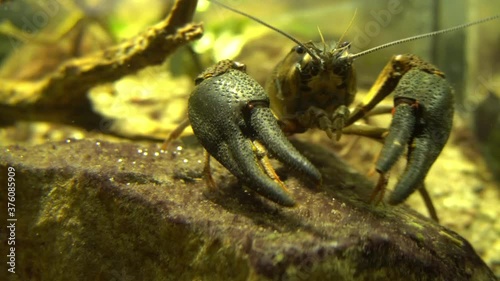 Blue Crayfish in Freshwater - Small Crustacean