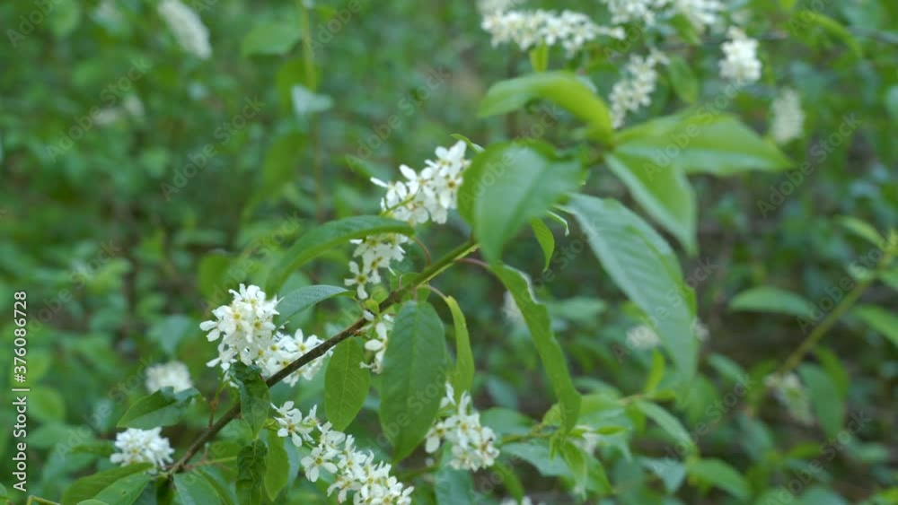 The waving green leaves of the bird cherry plant The waving green leaves of the bird cherry plant