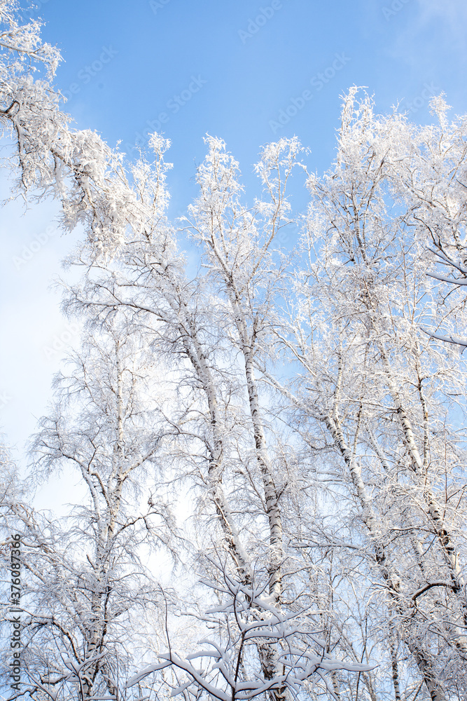 Tree branches covered with white fluffy snow close up detail top view, winter in forest, bright blue sky background, seasonal weather card, beautiful nature from Siberia, Russia Tree branches covered with white fluffy snow close up detail top view, winter in forest, bright blue sky background, seasonal weather card, beautiful nature from Siberia, Russia