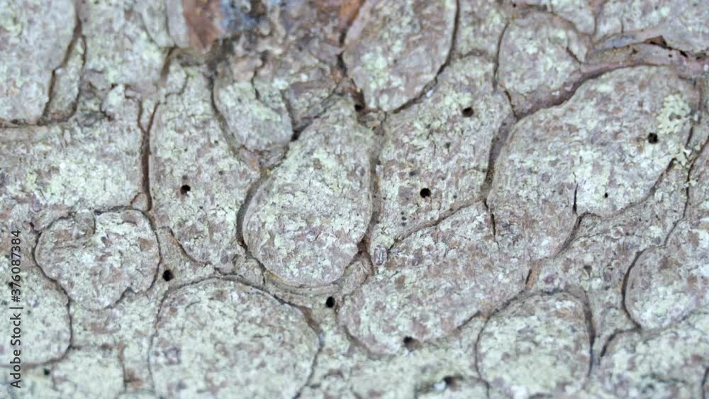 Closer look of the tiny holes of the bark of the tree Closer look of the tiny holes of the bark of the tree