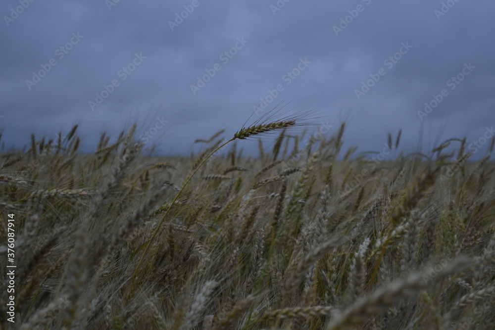 Obraz premium nature