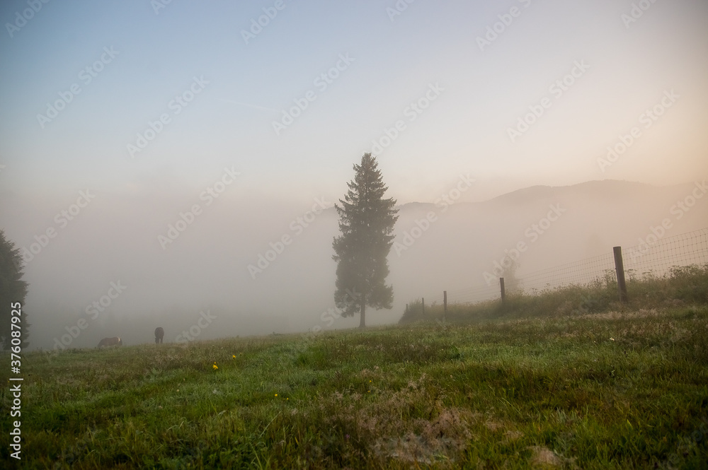 Naklejka premium Drzewa na skraju spowitej mgłą łąki na tle gór