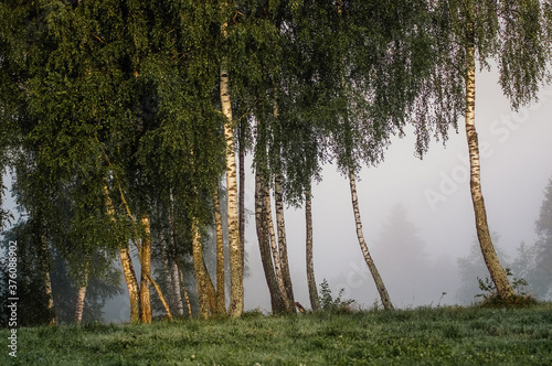 Fototapeta Naklejka Na Ścianę i Meble -  Drzewa brzozy na skraju łąki spowitej mgłą