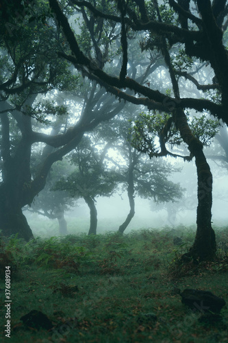 Nebelwald  - Fanal Madeira