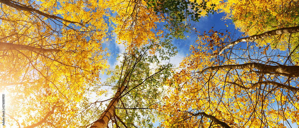 trees with multicolored leaves in the park. birch foliage in sunny autumn trees with multicolored leaves in the park. birch foliage in sunny autumn