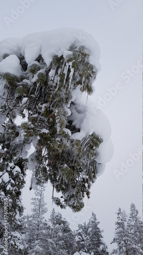 The snow covered beautiful landscape of Swedish Lapland outside of Lycksele, Sweden photo