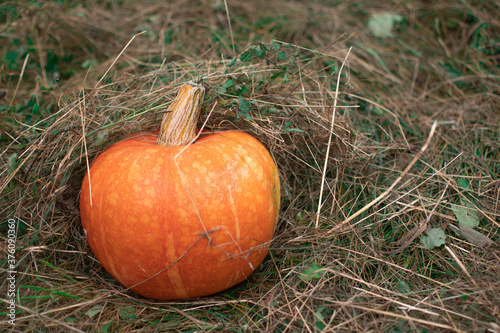 an orange pumpkin lies in the grass in the woods on Halloween.pumpkin for Halloween