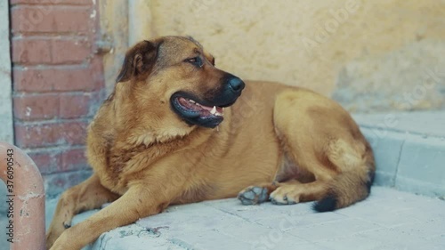 Young brown street dog relaxing on road during day time loneliness expression canin homeless pet animal puppy slow motion