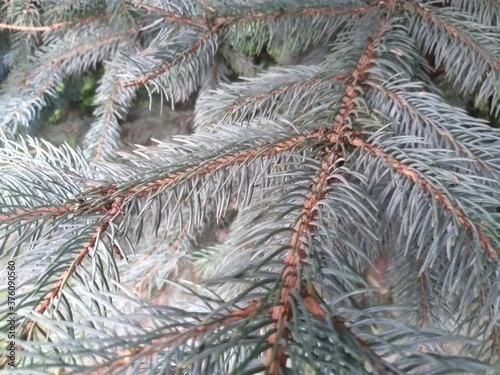 fir tree branches