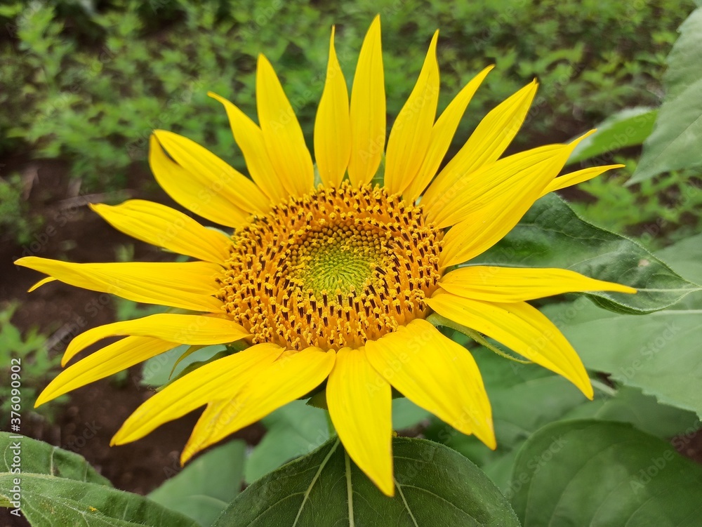 Obraz premium sunflower on a green background