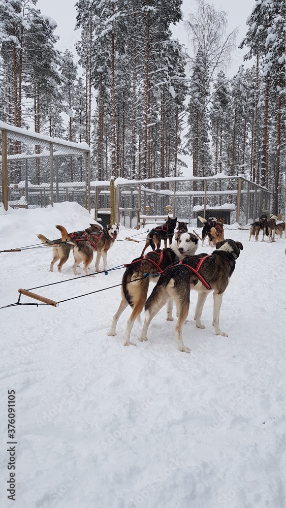 Husky dog sledding in Northern Sweden in the snowy landscapes of Lapland outside of Lycksele Husky dog sledding in Northern Sweden in the snowy landscapes of Lapland outside of Lycksele
