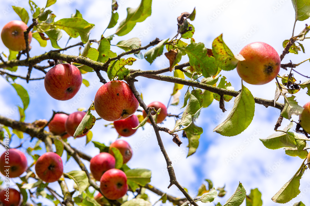 Wilder Apfelbaum mit Früchten | Obst | Apfel Wilder Apfelbaum mit Früchten | Obst | Apfel