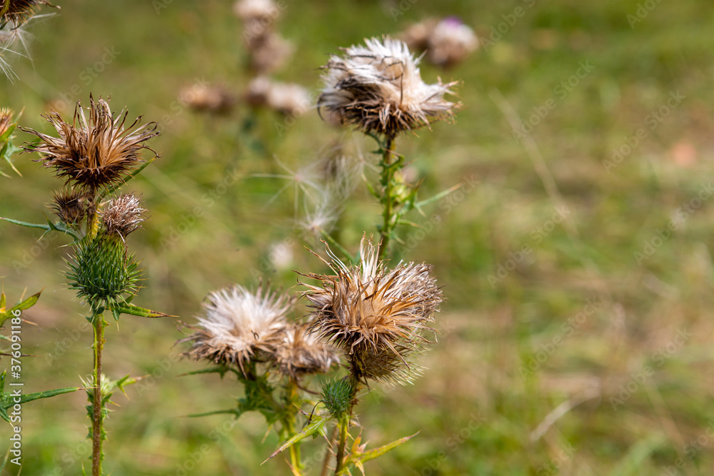 Disteln | Distel an der Donau