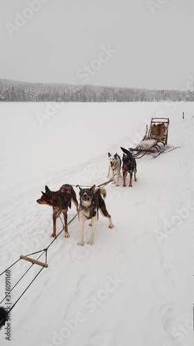 Husky dog sledding in Northern Sweden in the snowy landscapes of Lapland outside of Lycksele