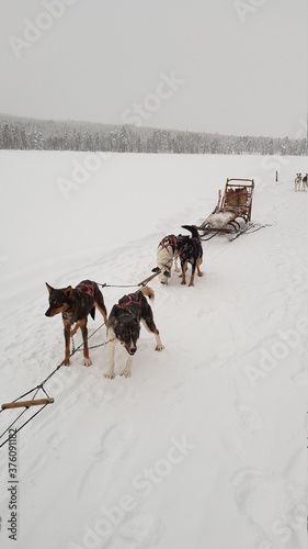 Husky dog sledding in Northern Sweden in the snowy landscapes of Lapland outside of Lycksele © ChrisOvergaard