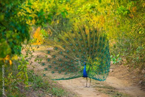Photography A beautiful Indian bird perched