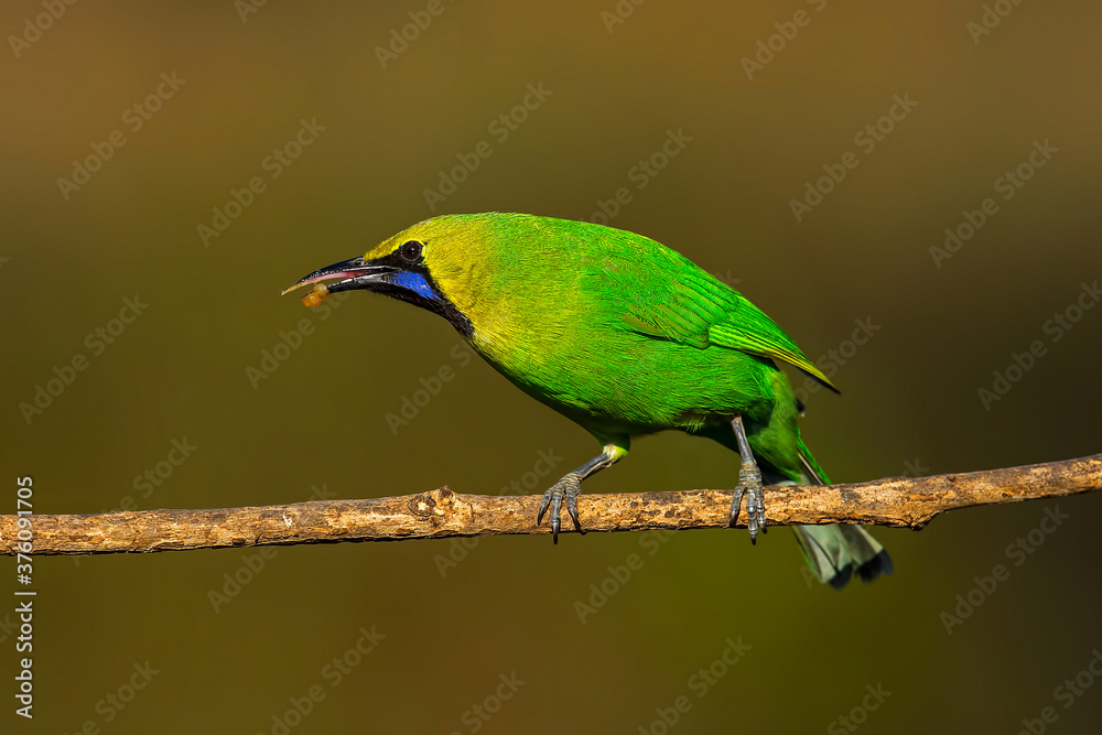 Obraz premium A beautiful Indian bird perched