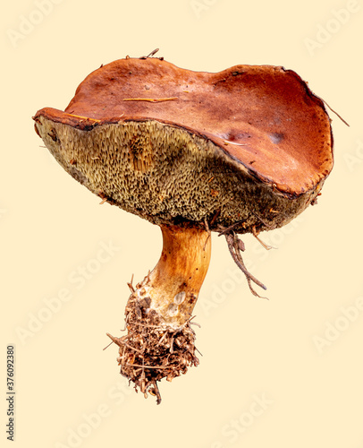 big brown mushroom isolated on a yellow background