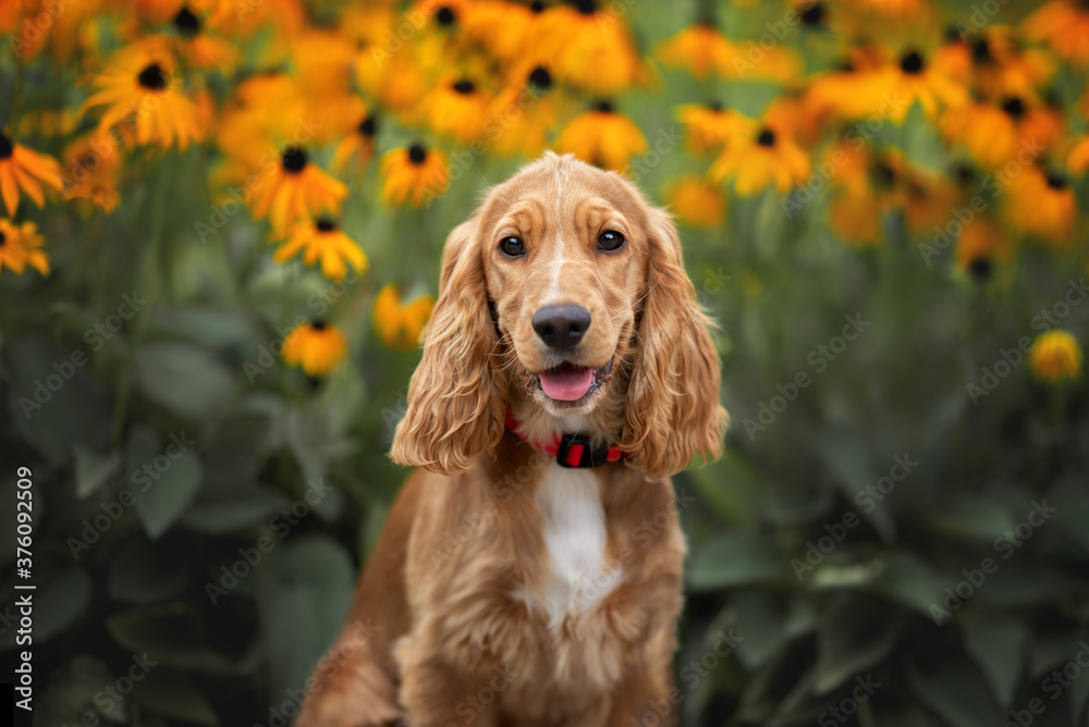 happy english cocker spaniel puppy portrait with blooming flowers in the background - obrazy, fototapety, plakaty 