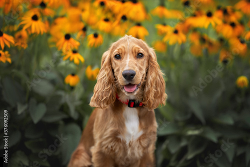 happy english cocker spaniel puppy portrait with blooming flowers in the background