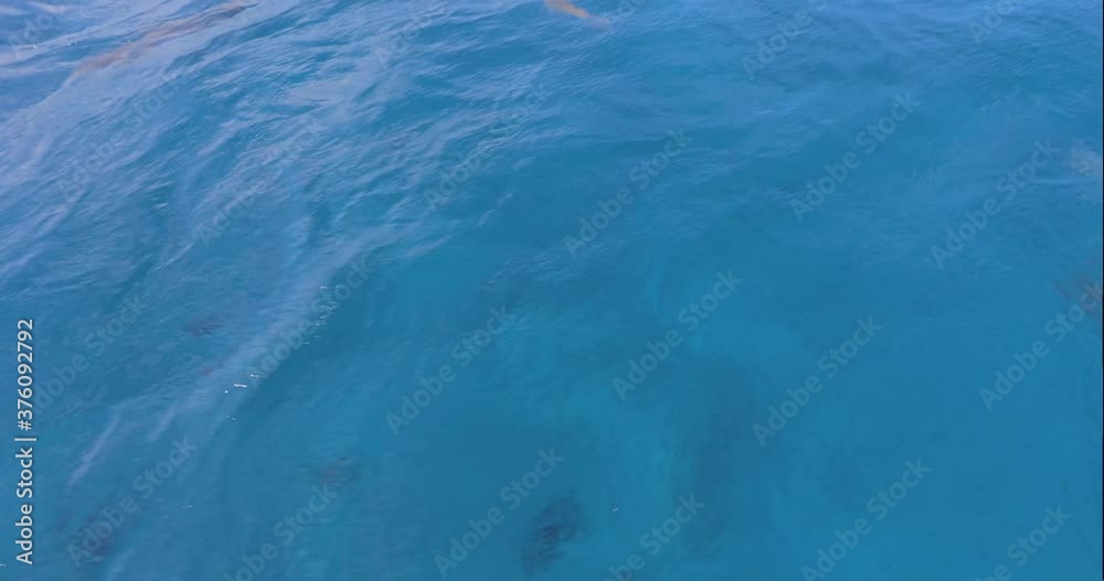 Sharks swim under the surface of tropical blue water Sharks swim under the surface of tropical blue water