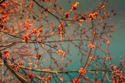 Cherry Blossom Branches Filling the Frame on a Clear Sky