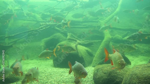 Rudd Fish - Common rudd (Scardinius erythrophthalmus) bentho-pelagic freshwater fish