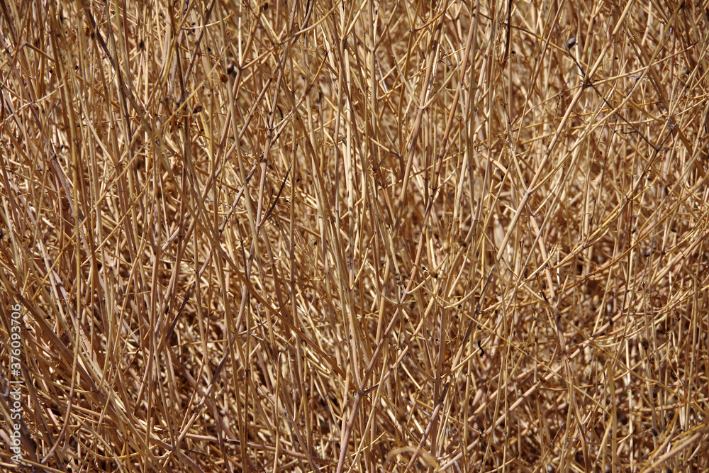 Close-up full frame view of an area of dead Gran canon Bush Snapdragon plants in a hot and dry California summer Close-up full frame view of an area of dead Gran canon Bush Snapdragon plants in a hot and dry California summer