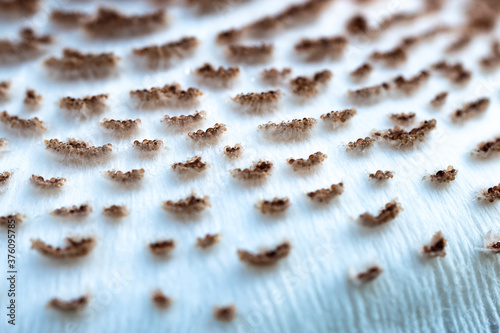 Nature Abstract: Close Look at Cap of a Parasol Mushroom