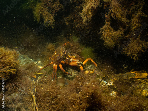 A closeup picture of a crab in a beautiful marine environment. Picture from Oresund, Malmo Sweden