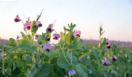 pink sweet pea plants with blossoms at the field