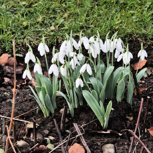 snowdrops in the garden