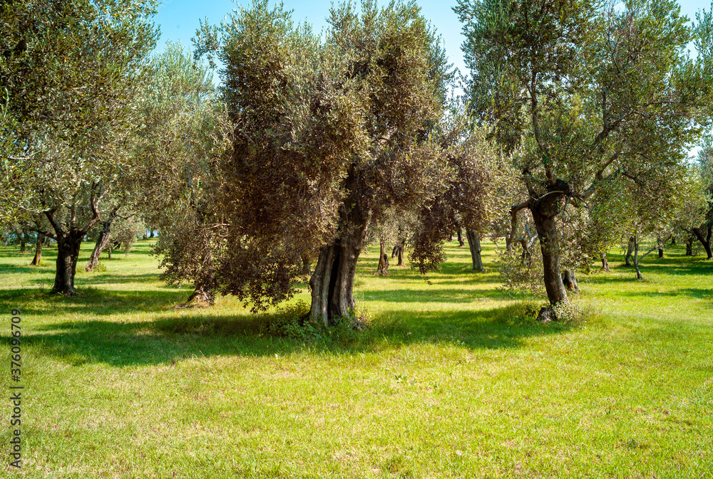 Naklejka premium Olive trees, grown along the shores of Lake Garda (Lombardy, Northern Italy), renowned for the excellent oil produced.