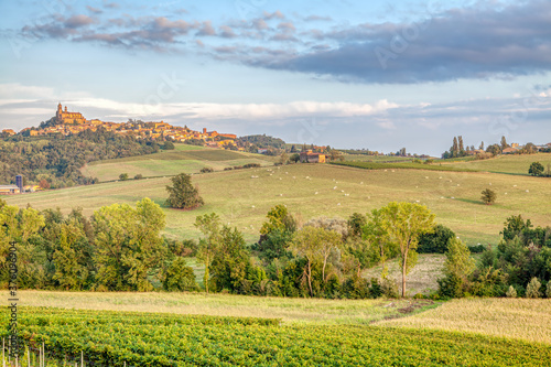 Monferrato vineyards summer panorama. Color image