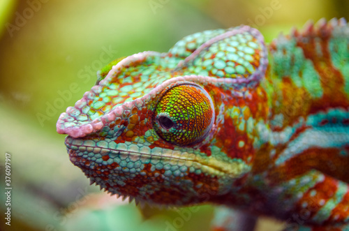 Multicolor Beautiful Chameleon closeup reptile with colorful bright skin. 