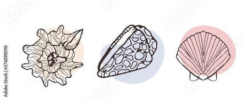 Collection of sketch style seashells in line and spot style.Design for seafood restaurant menu, ocean food, fish restaurant, sea food.Shells of different shapes and decor. Set with graceful sea shells