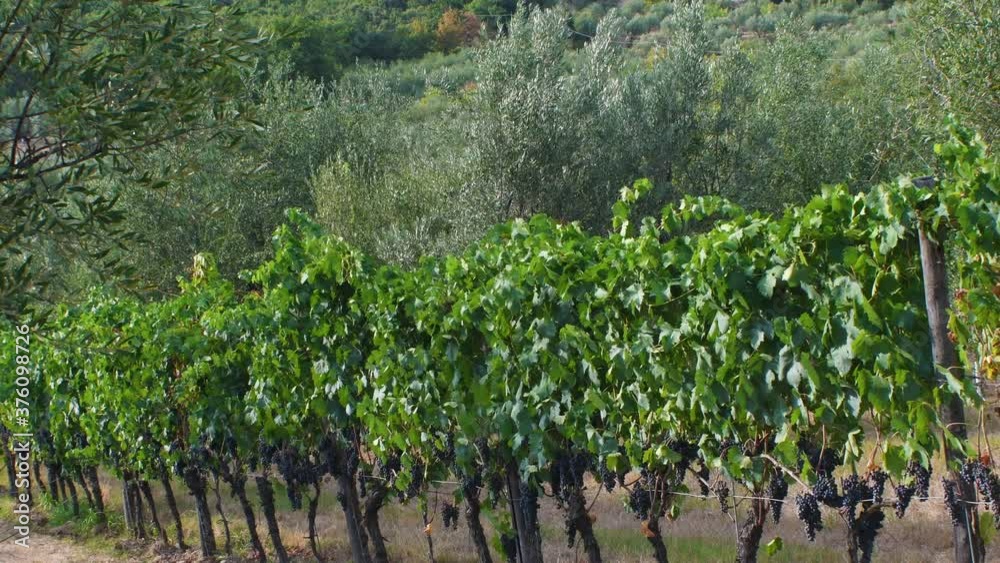rows of grapevines and olive trees in Chianti classico Area near Panzano (Florence). Tuscany, Italy.