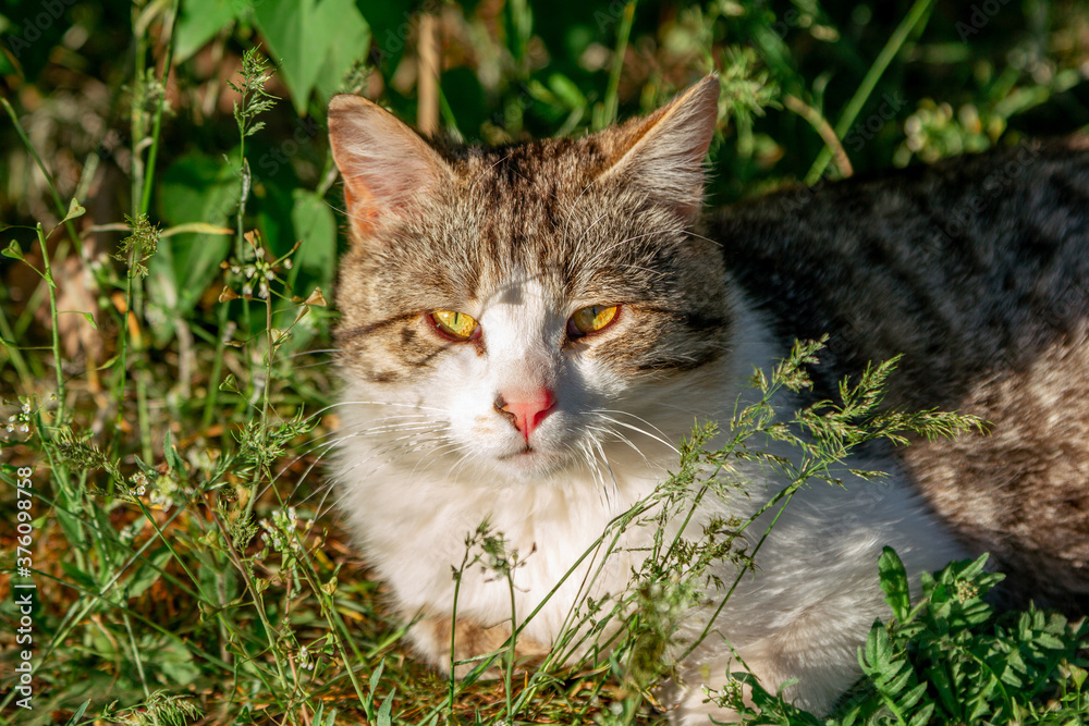 Cute gray and white cat with orange eyes and pink nose, enjoying warm sunny weather, laying on the meadow