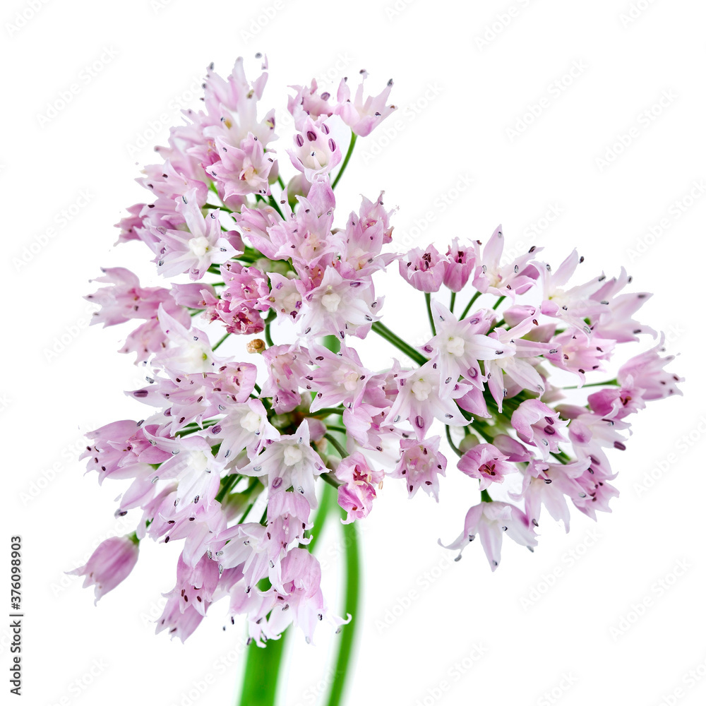 Wild onion flowers isolated on a white background.